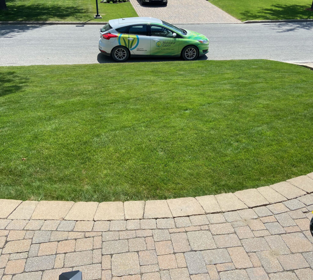 Pelouse verte
