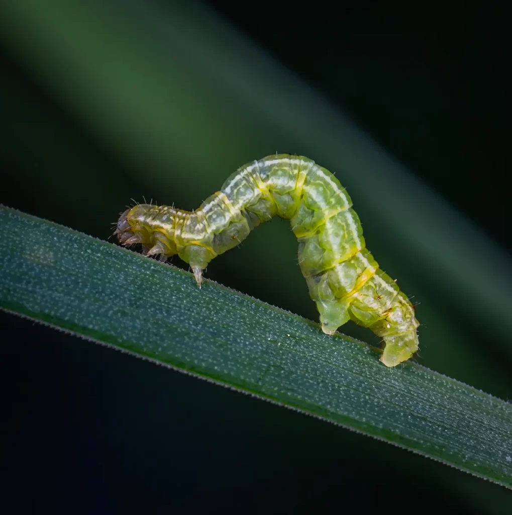 Chenille sur brin d'herbe